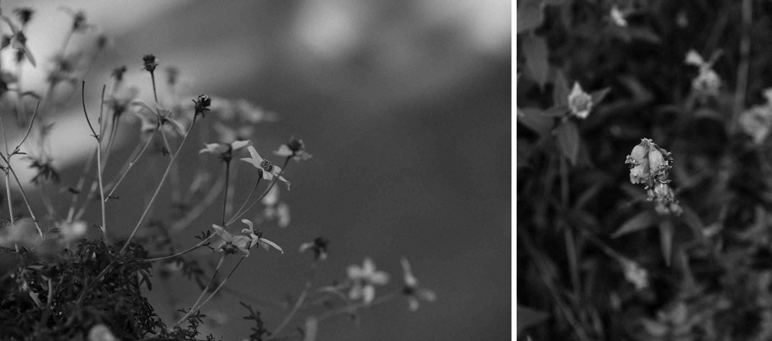 Black and white photos of flowers at Inn of the Turquoise Bear | Santa Fe lesbian elopement | Santa Fe elopement photographer | Santa Fe wedding | LGBTQ elopement | Photo by Denver Elopement Photographer Ashley Joyce Photography, copyright 2021 