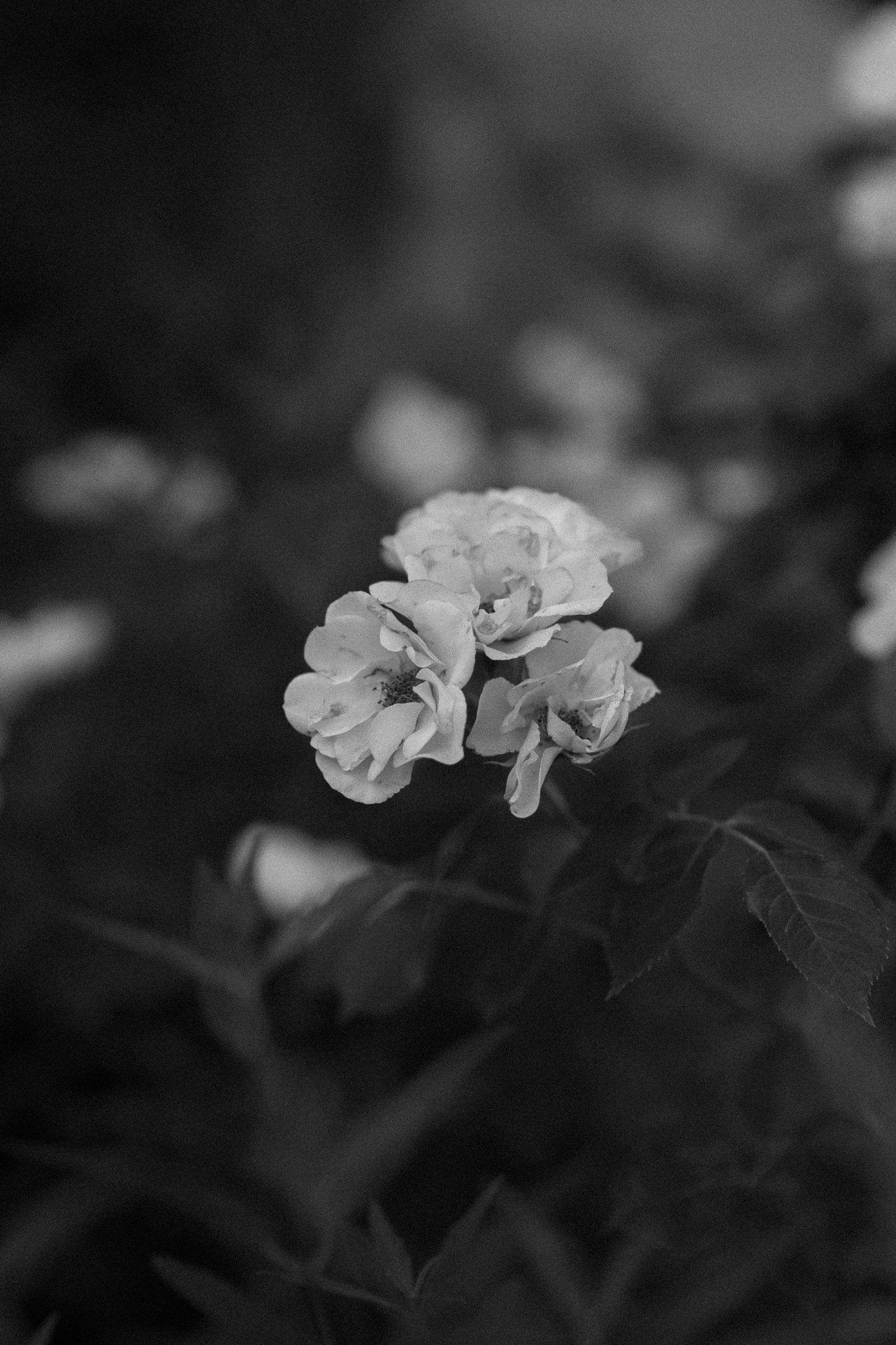 Black and white photos of flowers at Inn of the Turquoise Bear | Santa Fe lesbian elopement | Santa Fe elopement photographer | Santa Fe wedding | LGBTQ elopement | Photo by Denver Elopement Photographer Ashley Joyce Photography, copyright 2021