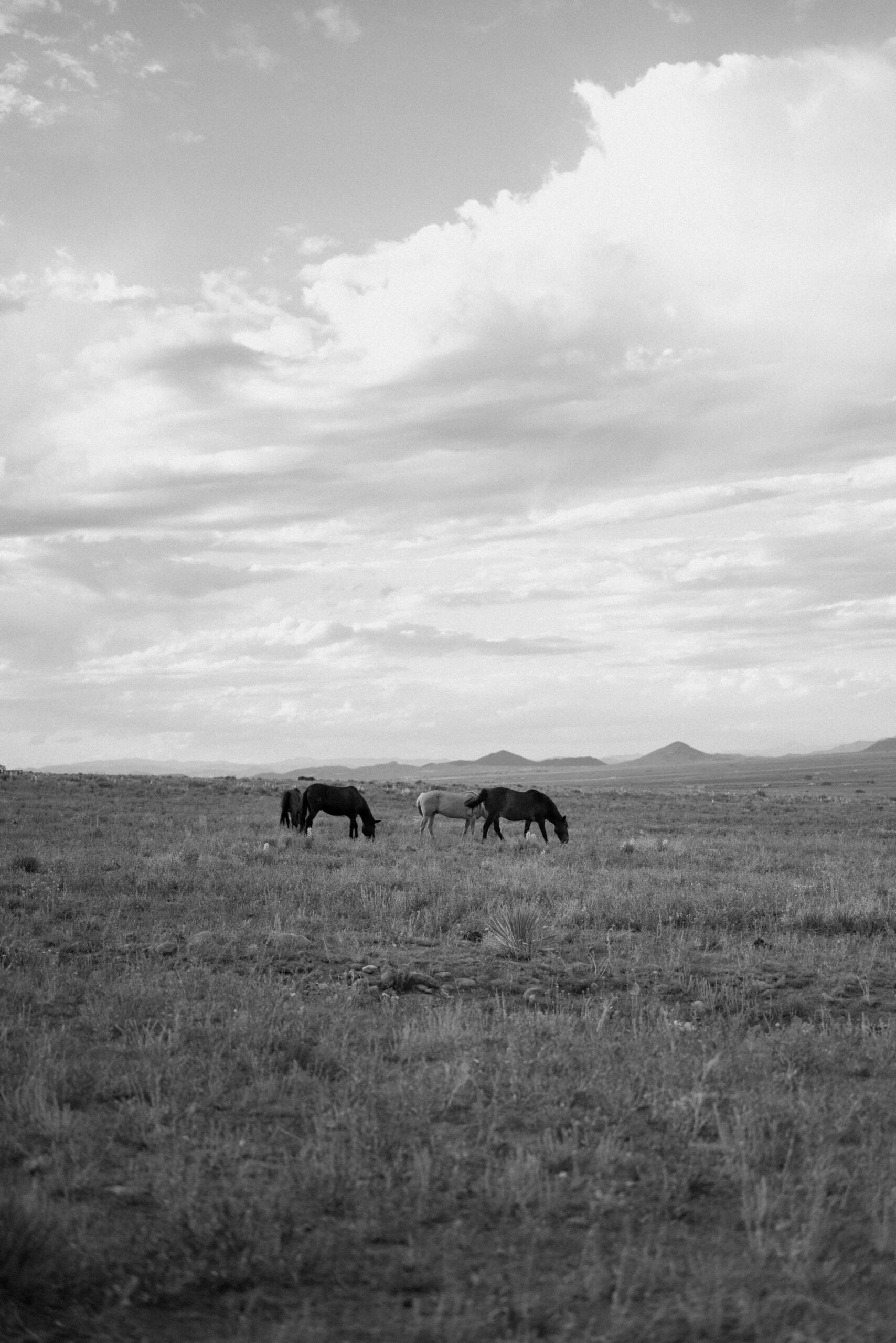 A black and white photo of horses in a grassy field at Three Peaks Ranch. Photo by Ashley Joyce