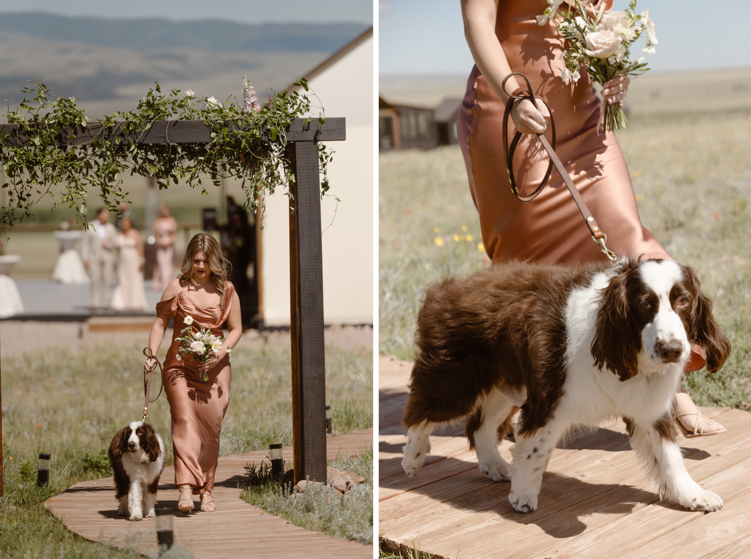 Two photos side by side of a bridesmaid walking a dog towards the wedding ceremony at Three Peaks Ranch. Photo by Colorado wedding photographer, Ashley Joyce