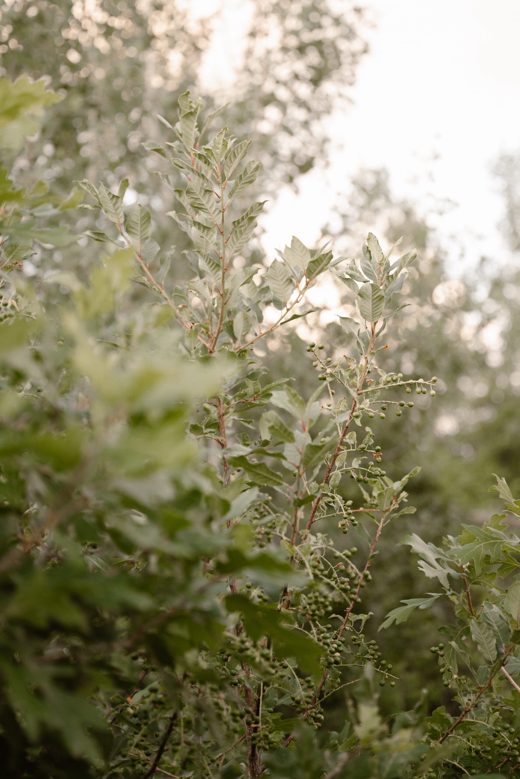 A couple hosts an intimate Durango wedding, photographed by Durango wedding photographer, Ashley Joyce Photography.