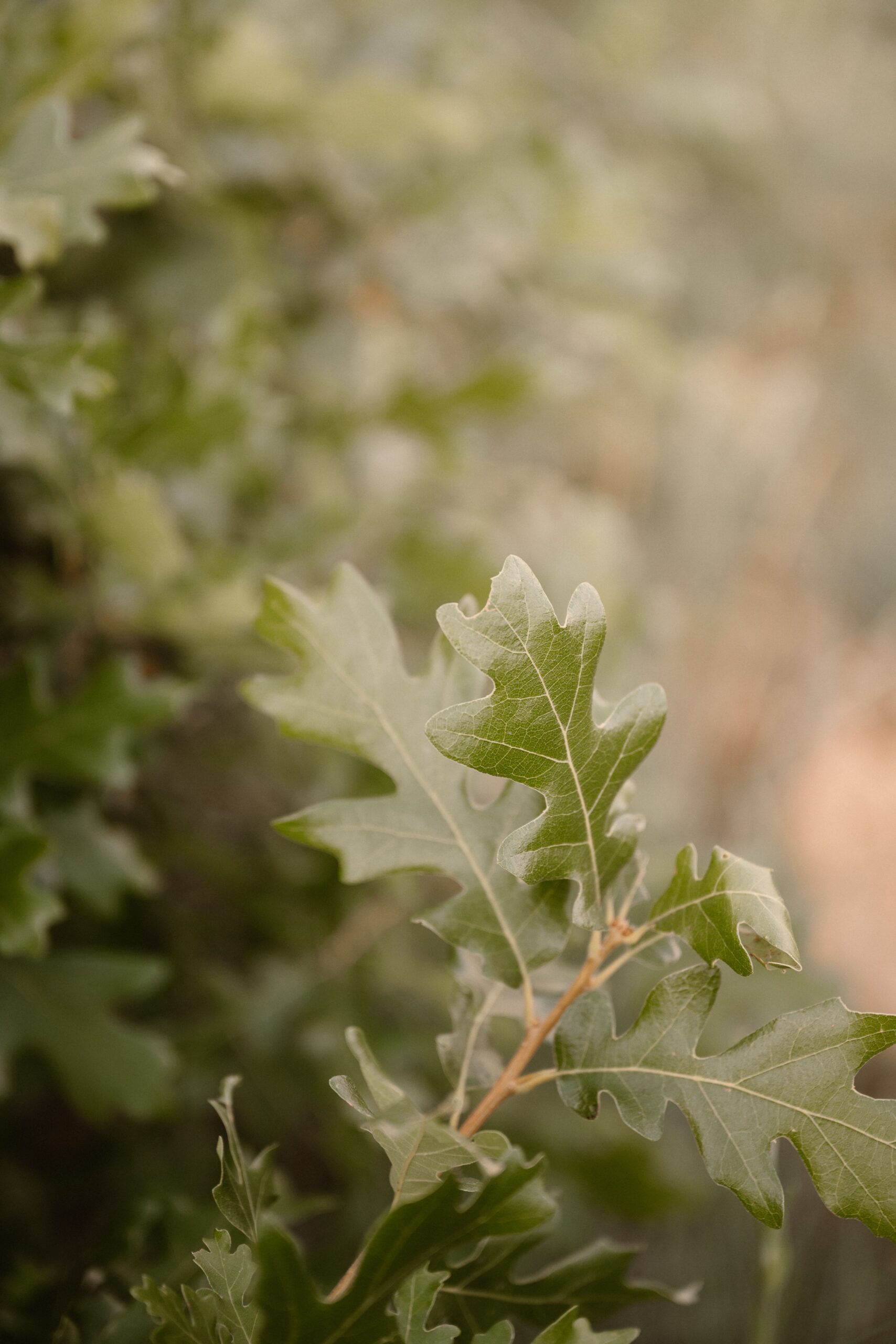 A couple hosts an intimate Durango wedding, photographed by Durango wedding photographer, Ashley Joyce Photography.