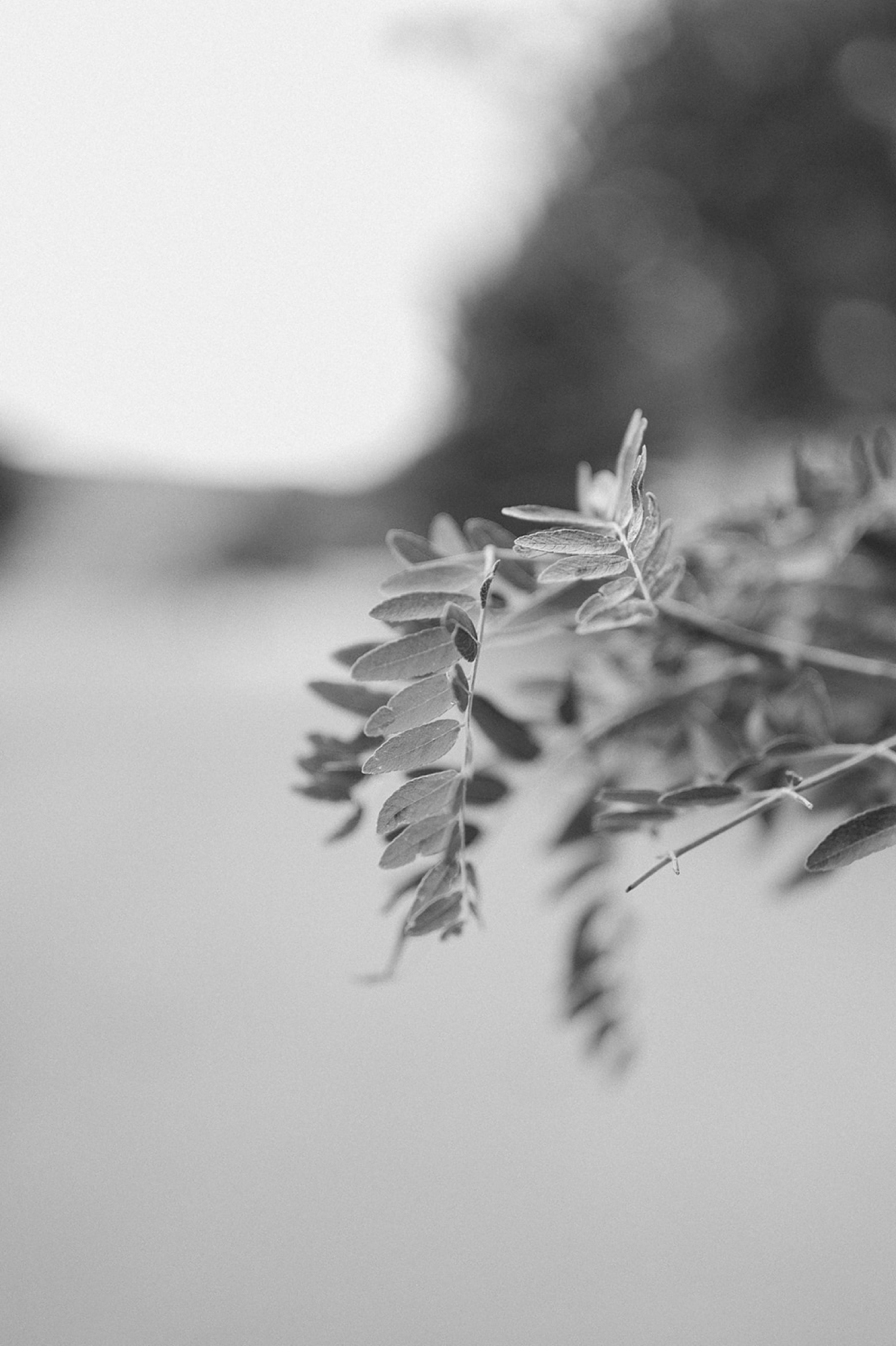 Detail of fall leaves in black and white