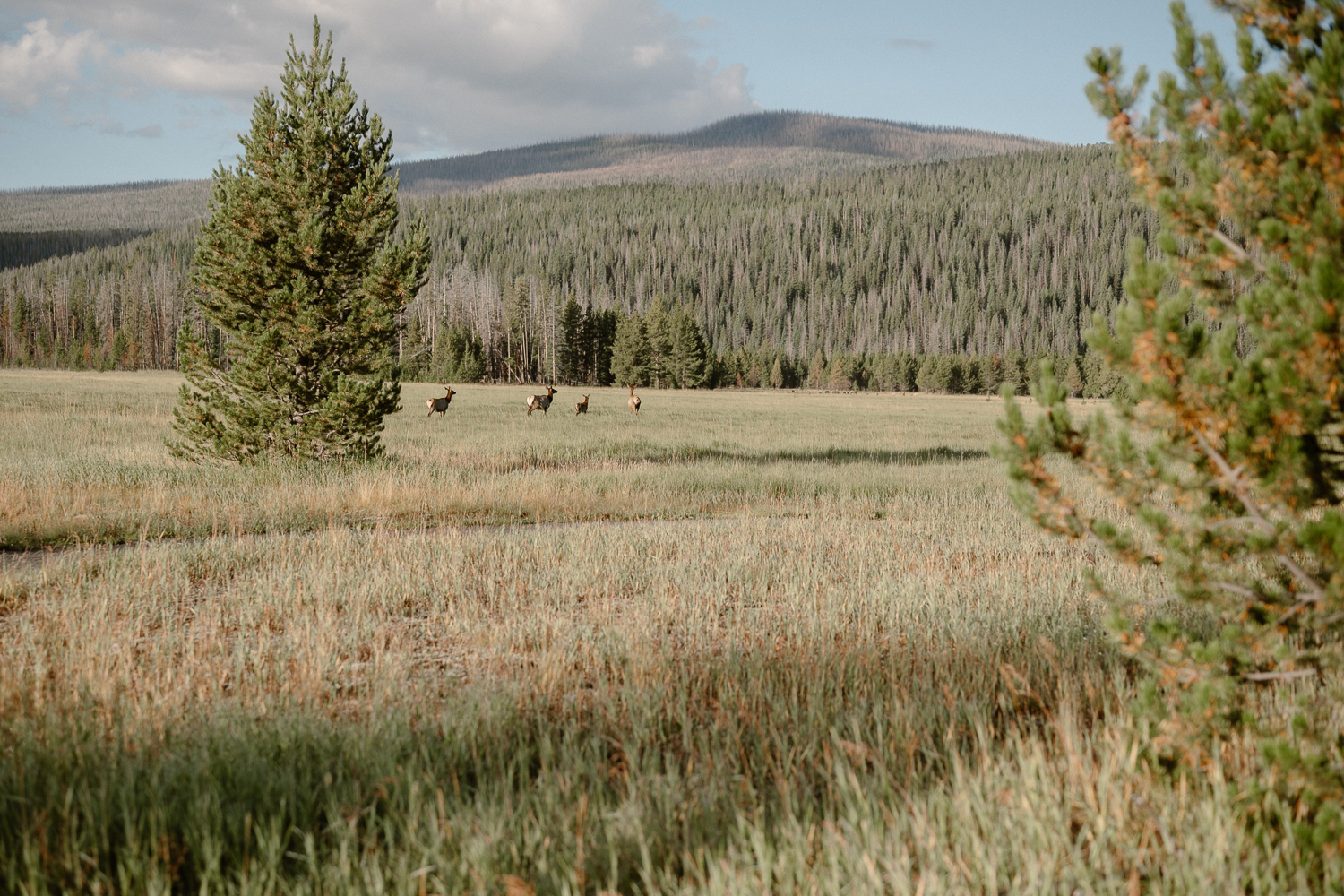 A fall engagement session at Rocky Mountain National Park by Durango and Telluride wedding photographer Ashley Joyce