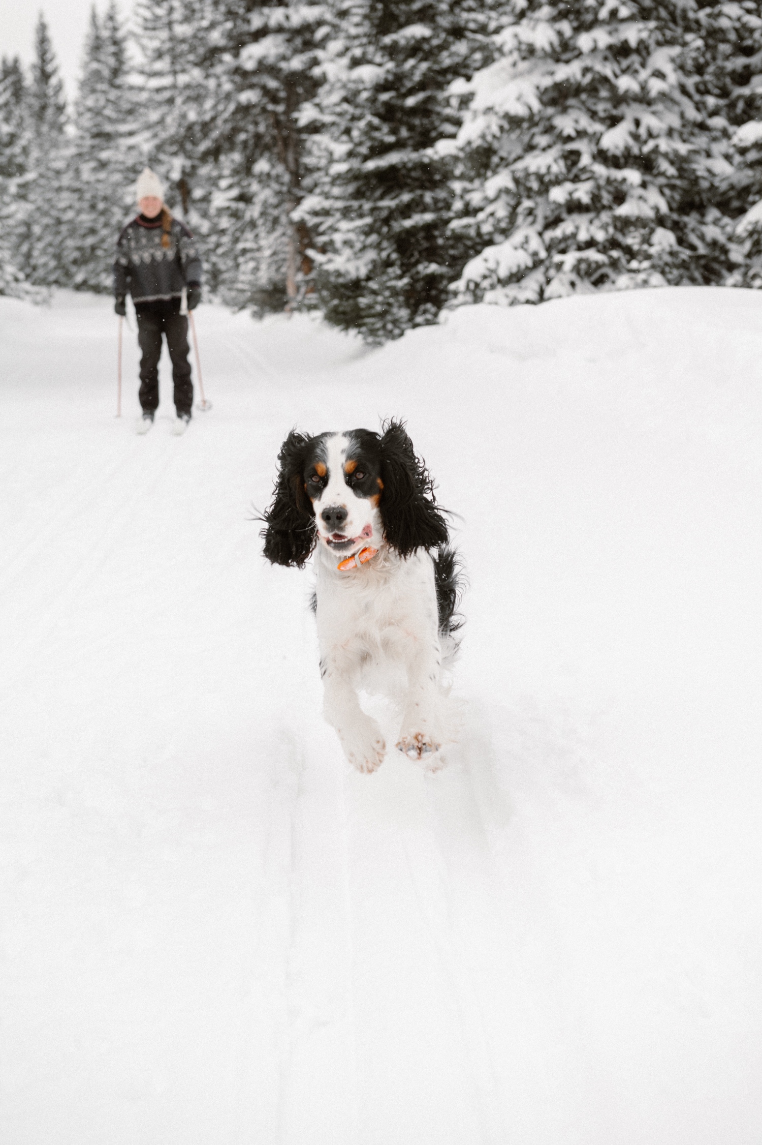 Beautiful snowy landscape in Montrose, Colorado, where a couple poses for their winter engagement photos while their dog runs towards the camera. 