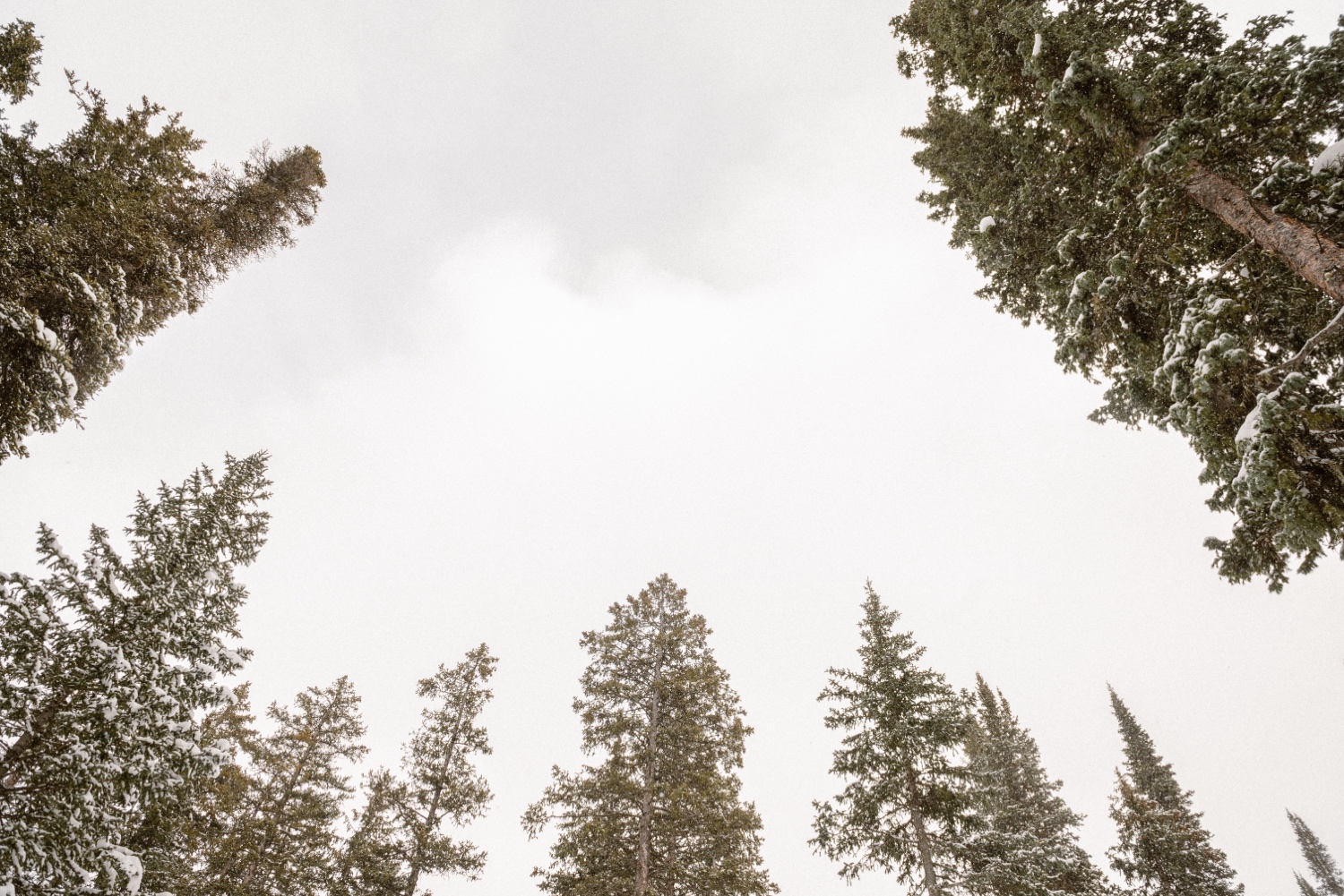 Snow covered trees in Montrose, Colorado