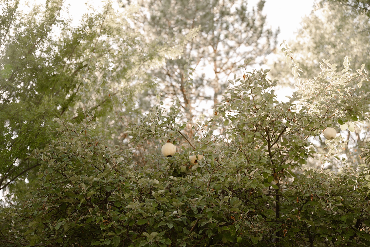 Romantic fall engagement session at Los Poblanos Historic Inn, couple embracing in front of the colorful foliage.