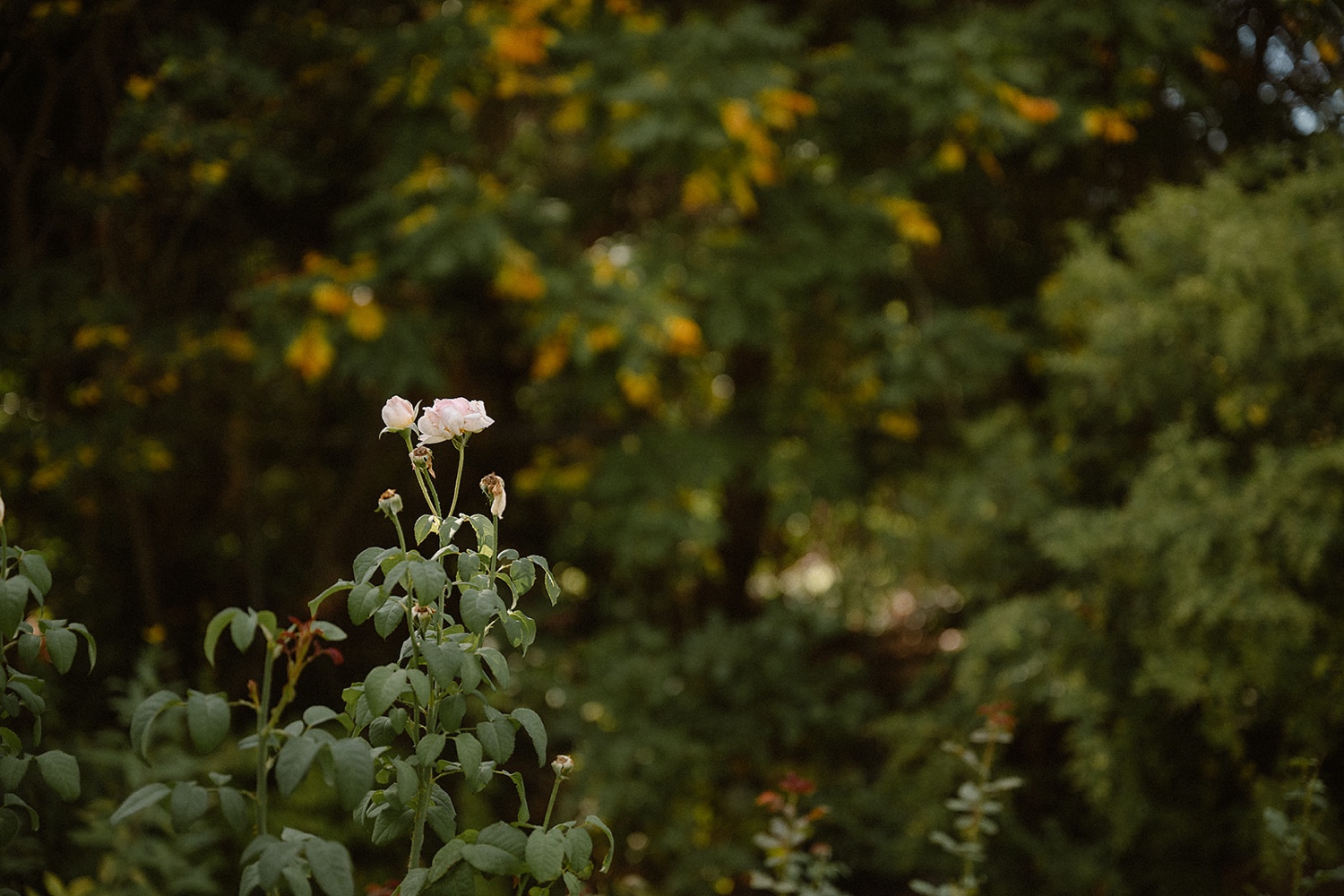 Fall foliage surrounding a couple during their engagement session at Los Poblanos Historic Inn and Lavender Farm.